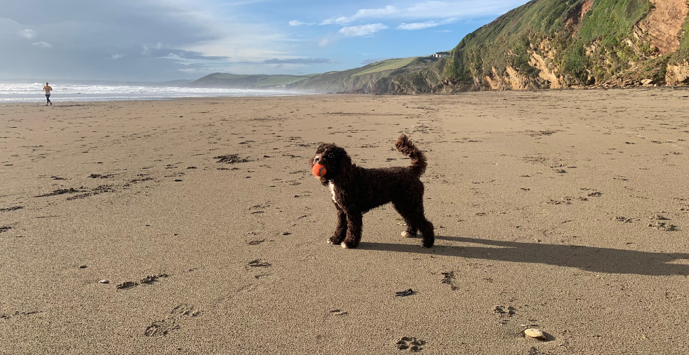 Dog friendly beaches near Plymouth this Winter